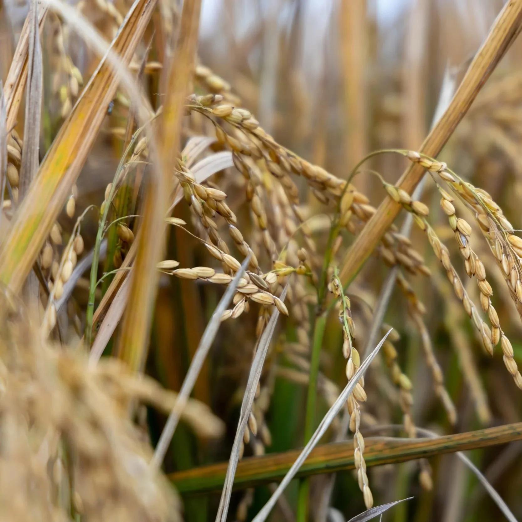 From Rice Fields to Whiskey Shelves, Fruge Brothers Build Grassroots Legacy