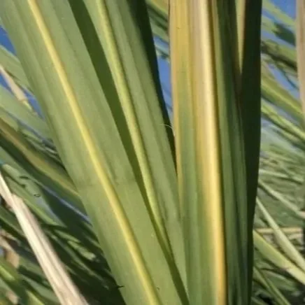 Yellow Leaf Disease In Sugarcane 