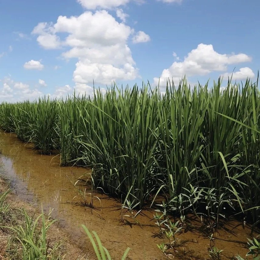 Perennial Grasses Plague Southern Rice
