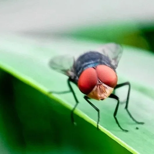 USDA Ramps Up Border Defense Against New World Screwworm