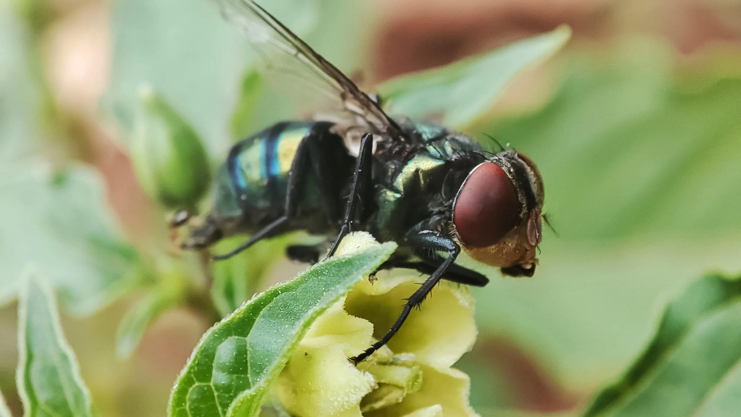 Flesh-Eating Parasite Near Texas Border Raises Alarm for Louisiana Livestock