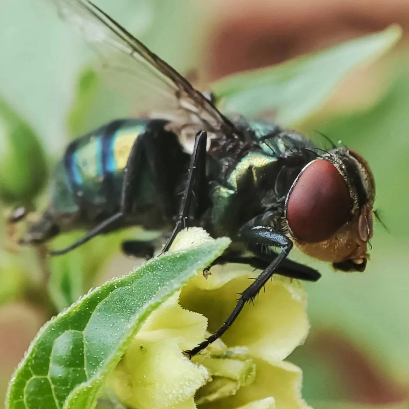 Louisiana Farm Bureau Federation Applauds USDA Action to Fight New World Screwworm