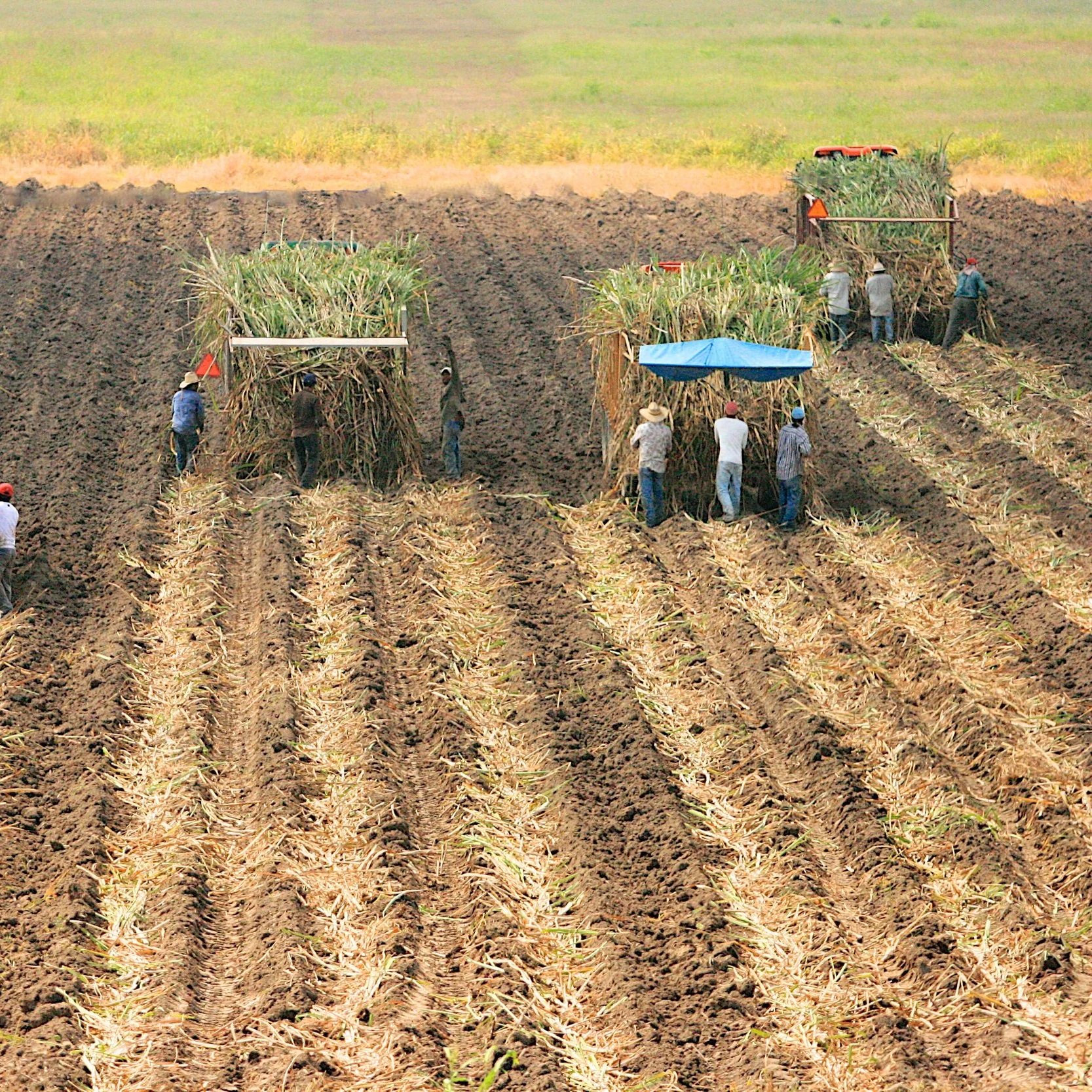 American Sugar Cane League Secures Settlement In U.S. Department Of Labor Wage Rule Lawsuit