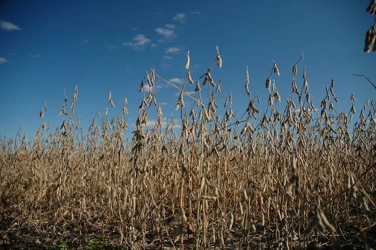 12 States Report Soybeans Dropping Leaves