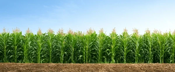 How Southern Row-Crop Producers Fared in 2025