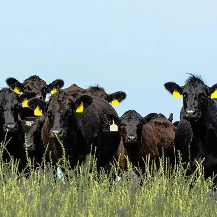 Plan Ahead to Protect Your Herd