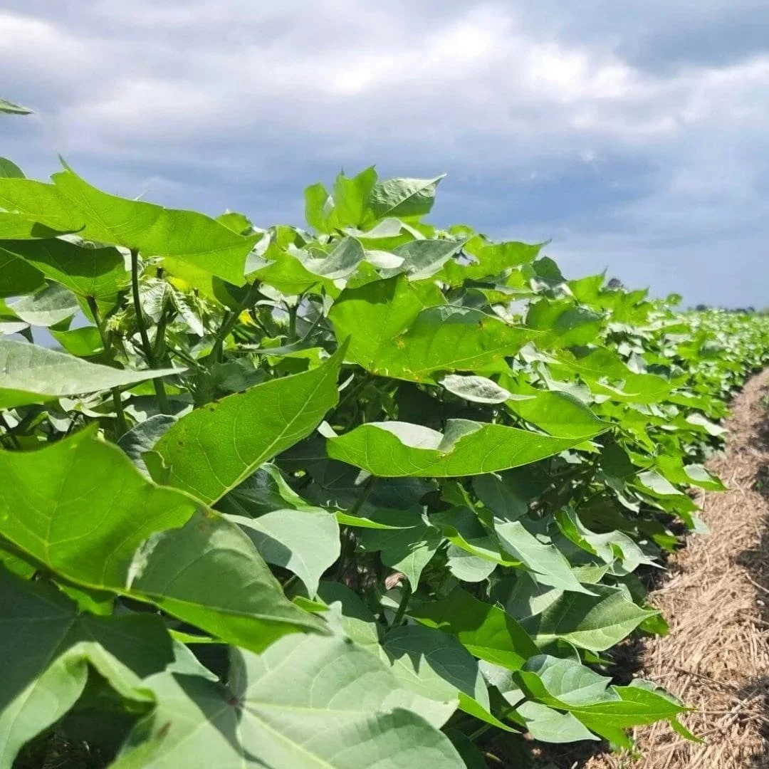 U.S. Cotton Trust Protocol Launches Field Partner Program Pilot To Scale Traceable Regenerative Cotton&nbsp;