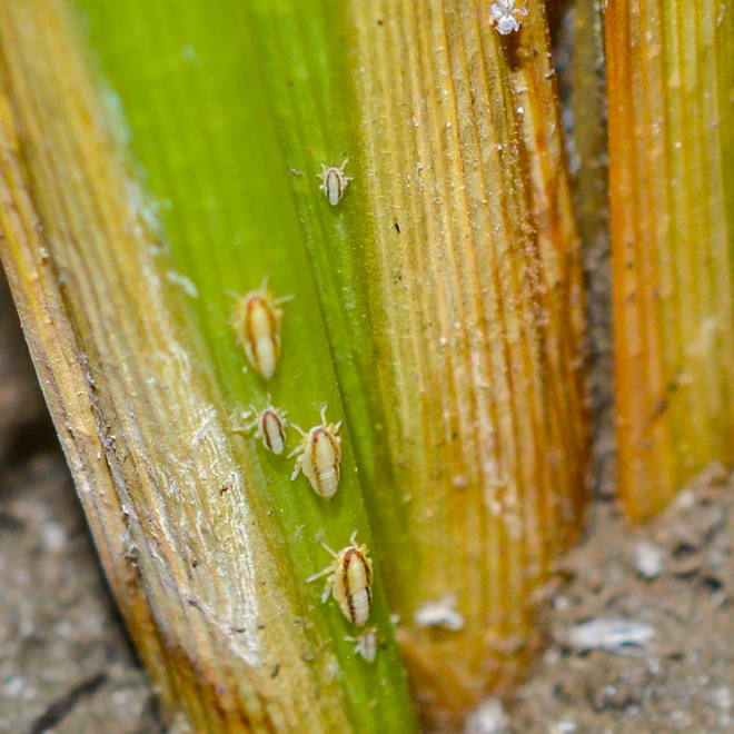 Rice Delphacid Has Become A Serious Pest In U.S. Rice Production