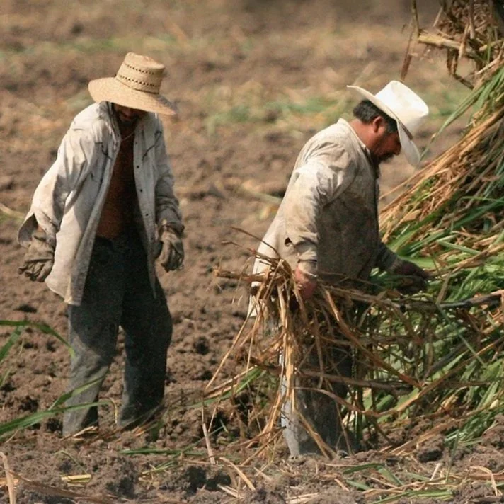 Fixing H-2A: ‘Something’s got to break the farmer’s way,’ says WAFLA CEO