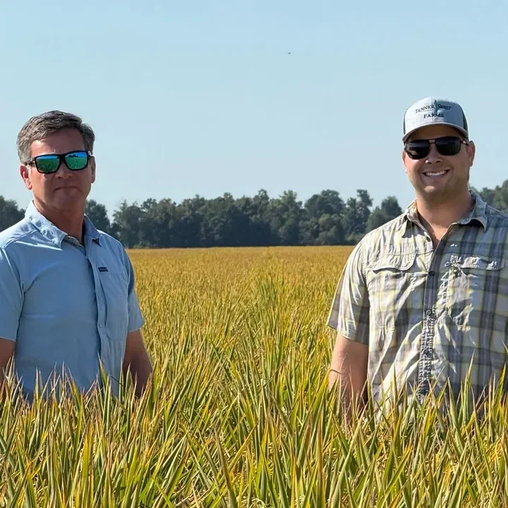 New Provisia Rice Varieties Show Promise for Farmers