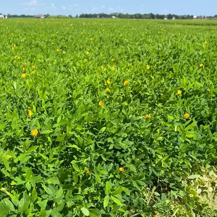 Perennial Peanut Hay Emerges as Premium Forage Option