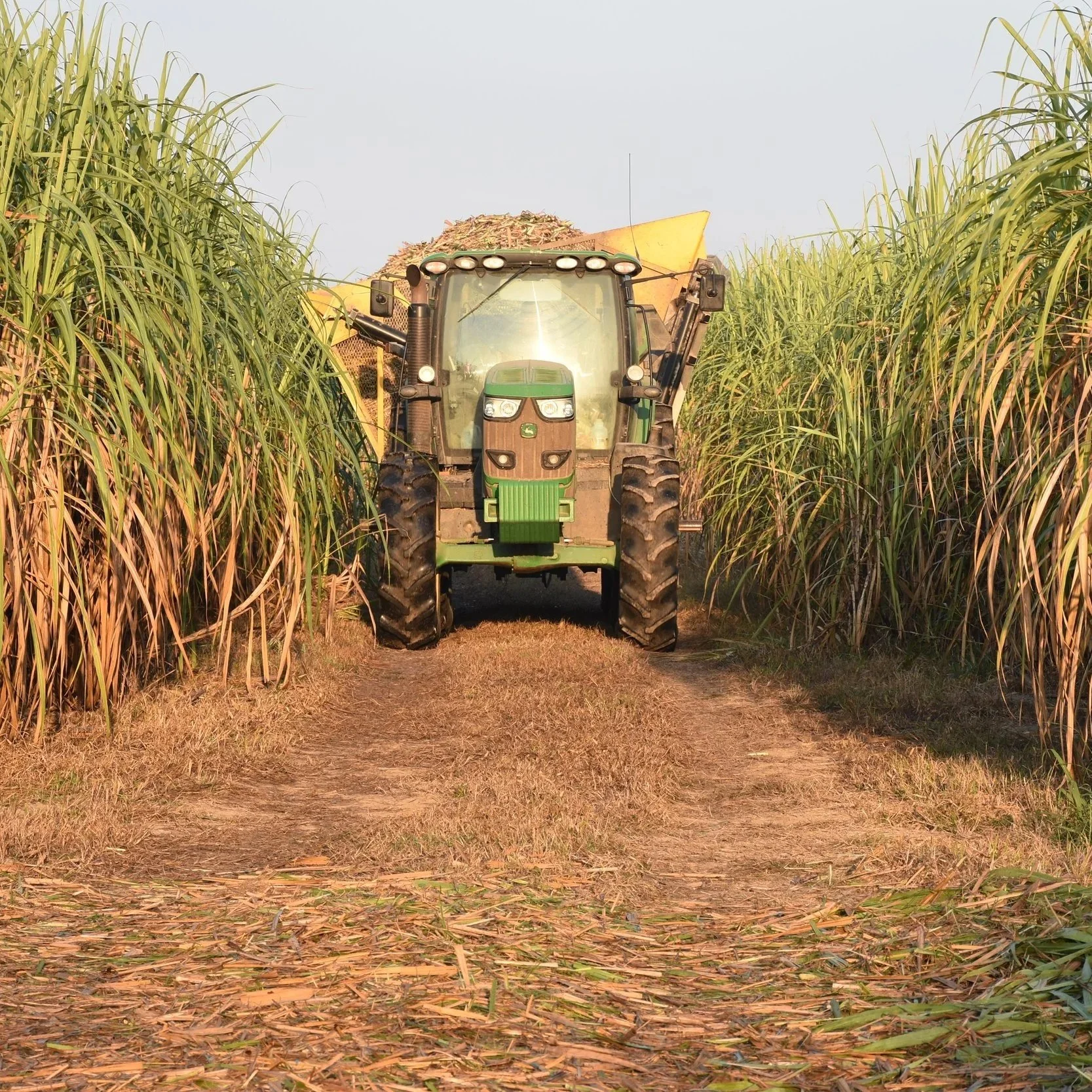 Sugarcane Harvest Begins: "We're In For A Good One"