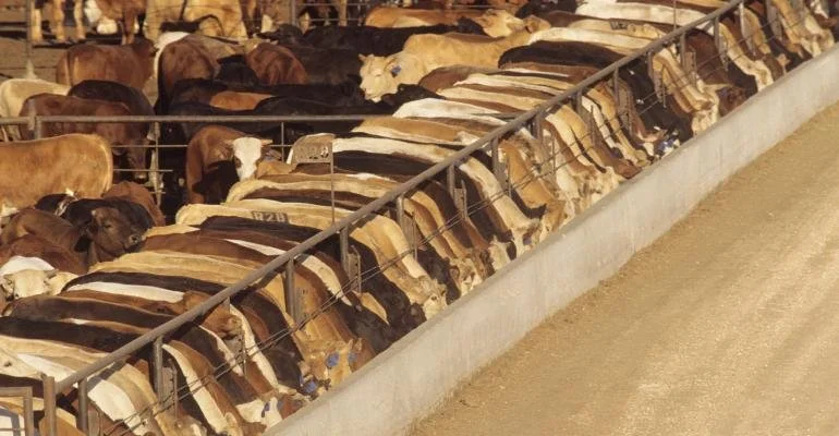 Screwworm Fears Are Reshaping the U.S. Cattle Feeding Industry