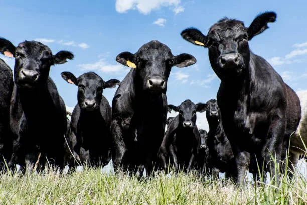 The Cattle Market Is Not Broken