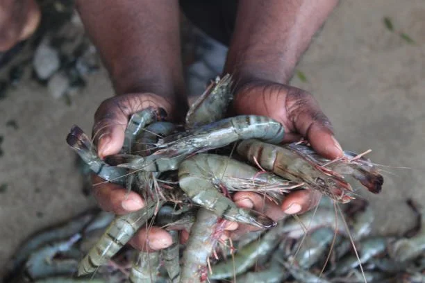 ‘On Our Knees’: Louisiana Shrimpers, AG Commissioner Warn of Shrimping Crisis