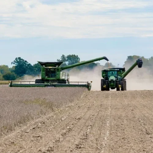 Louisiana Surges Ahead in Soybean Harvest, Reaching 63% as 11 States Report Progress
