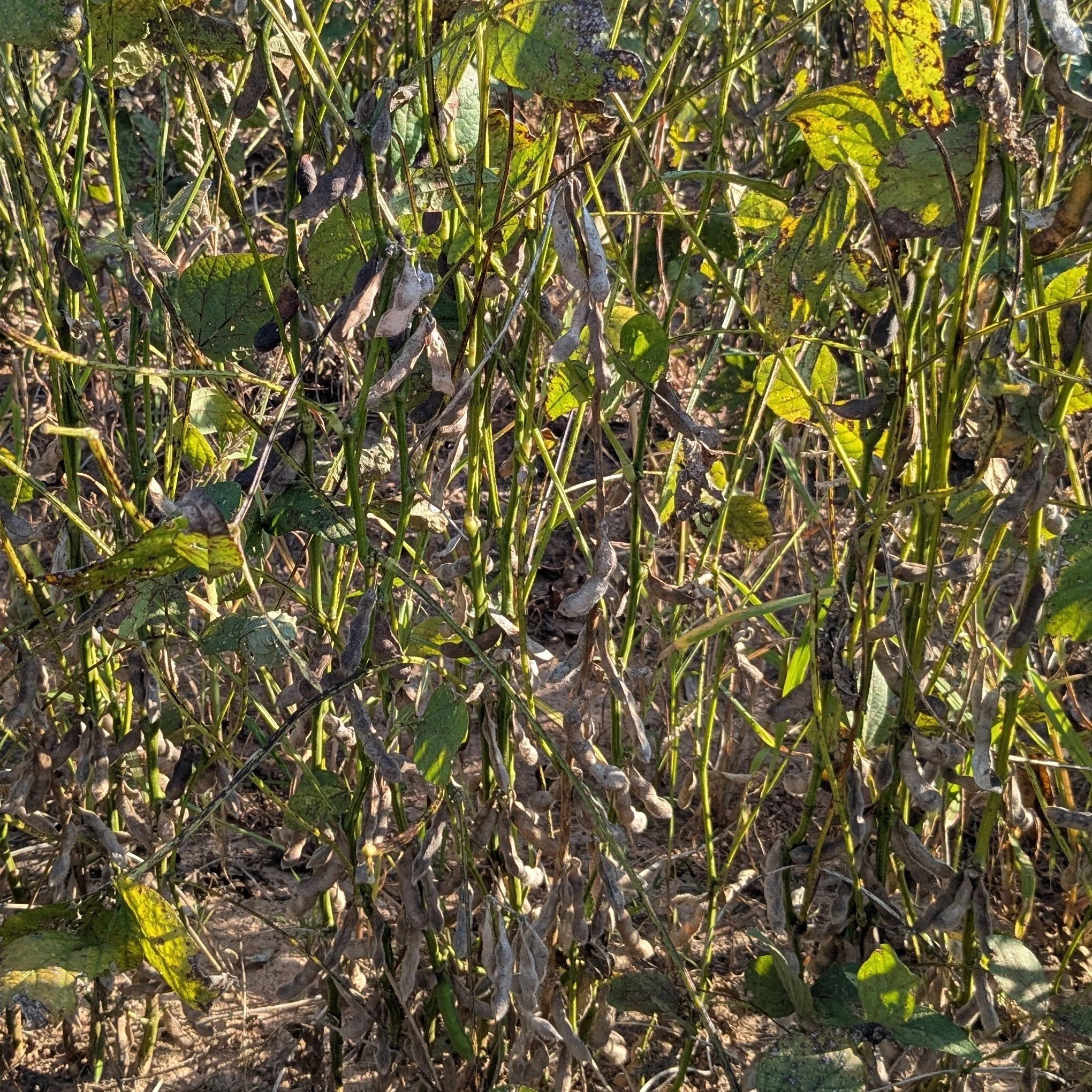 Green Stem In Soybean