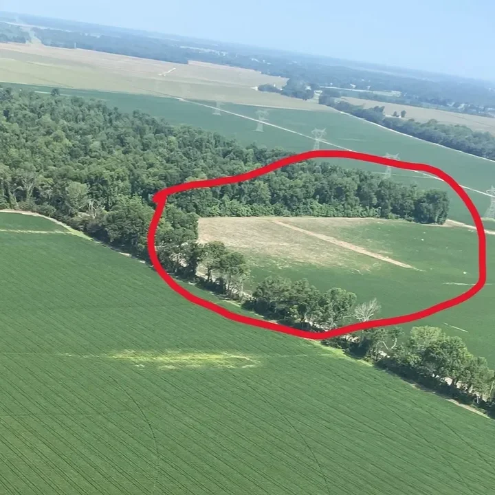 Deer Depredation Costs Delta Farmers Millions Annually