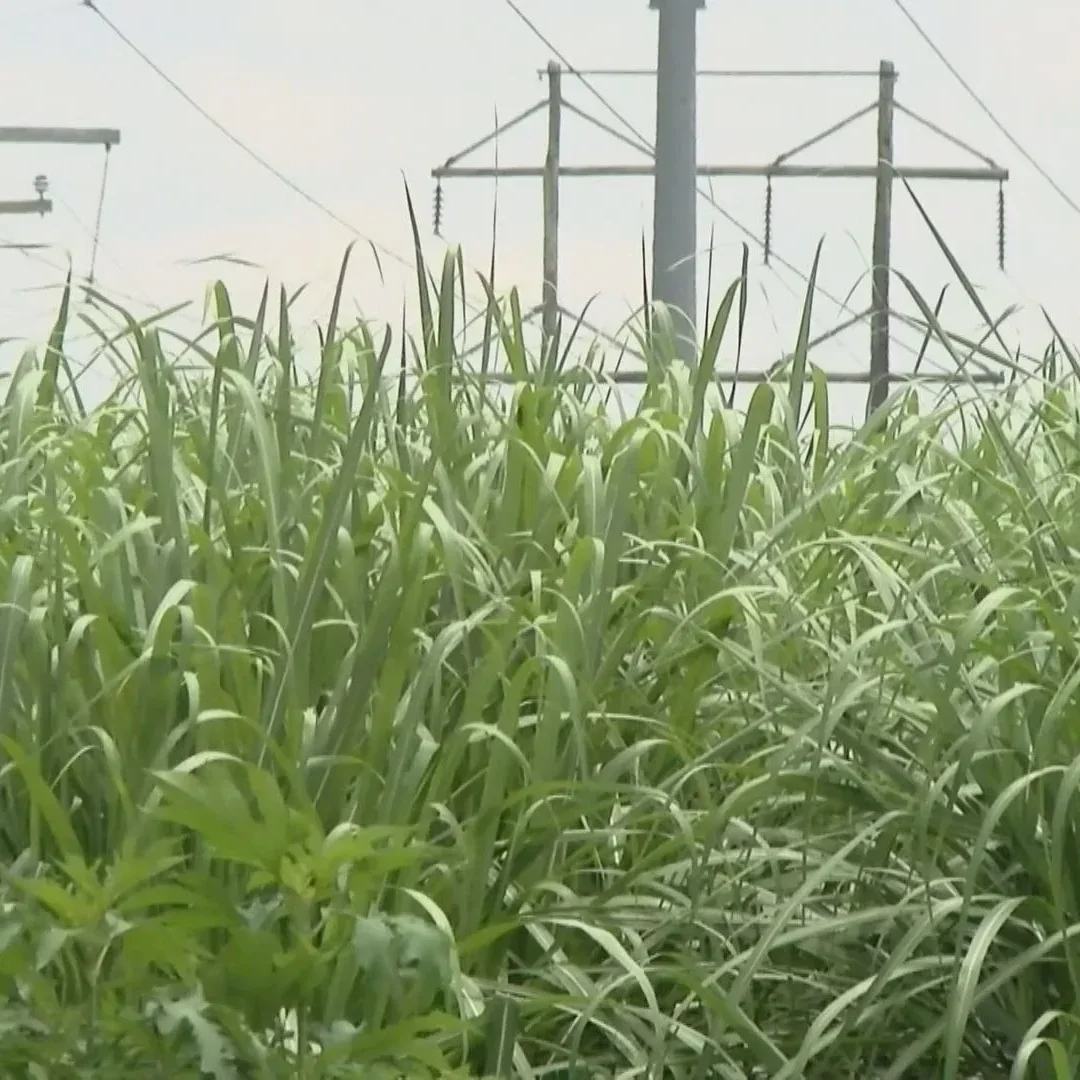 82nd Louisiana Sugar Cane Festival kicks off in New Iberia