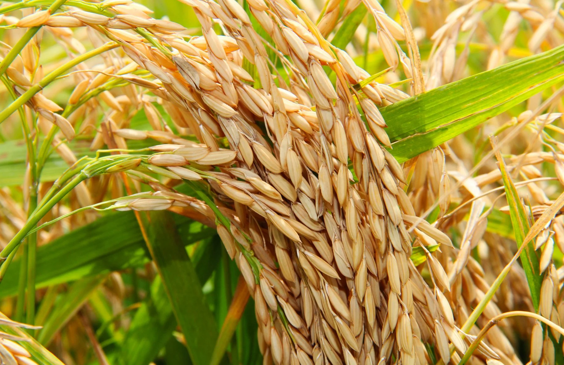 Timely Rice Shipment Provides Bright Spot Amid Bleak Outlook