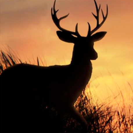 Leesville Man Cited for Deer Hunting Violations