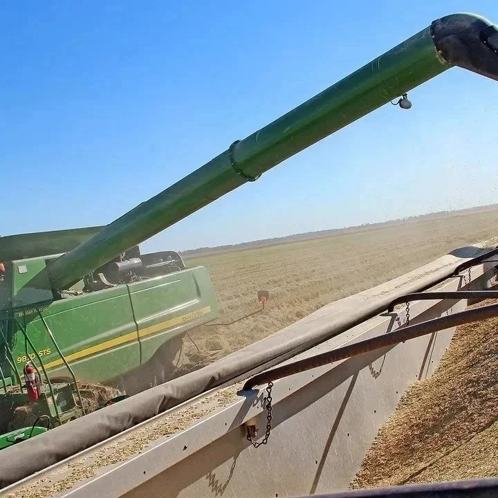 Rice Prices Forecast To Call In 2025 Marketing Year