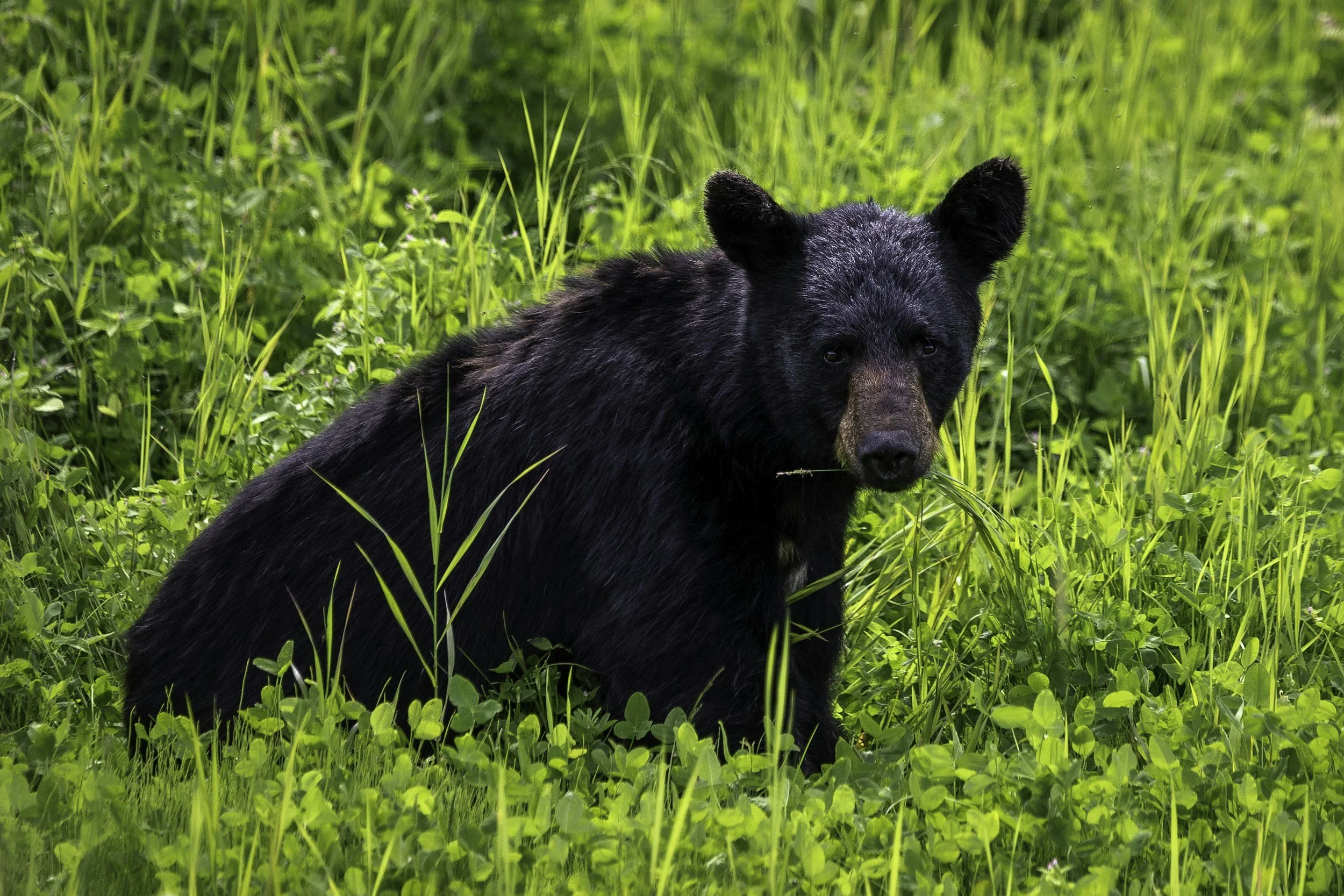 Louisiana Department of Wildlife and Fisheries 2025 Black Bear Hunting Lottery pulls in 1,300 applications