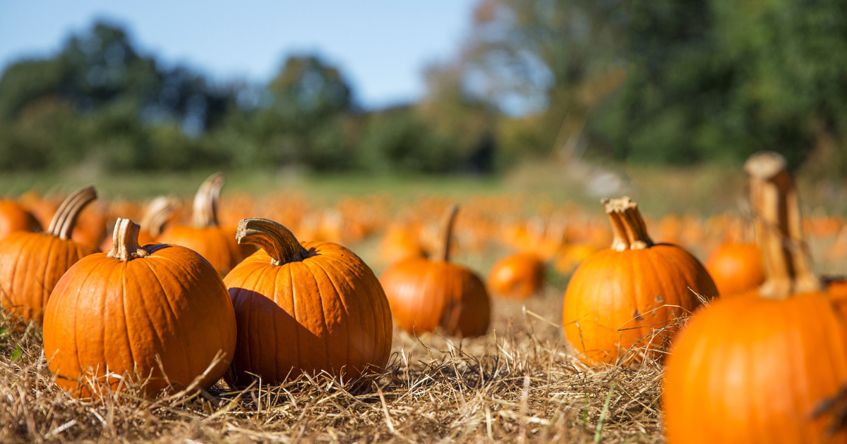 The Largest Pumpkin Patch in Louisiana Is a Must-Visit Day Trip This Fall