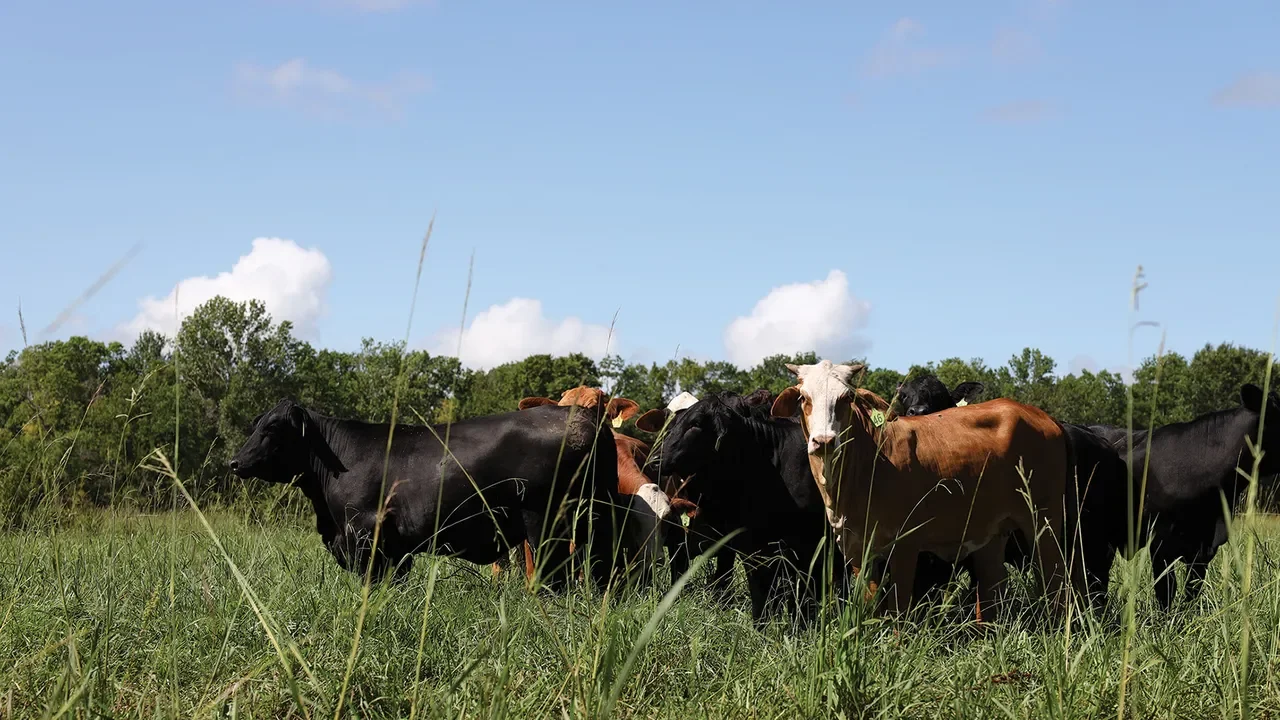 Cattle Truck Accident on 1-20 Near Mound, LA