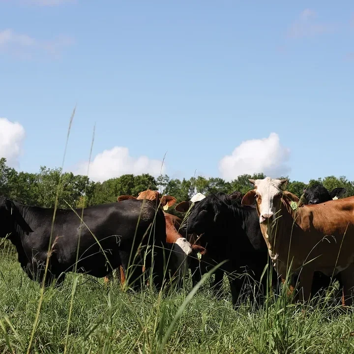 USDA  Plan To Fortify The US Beef Industry