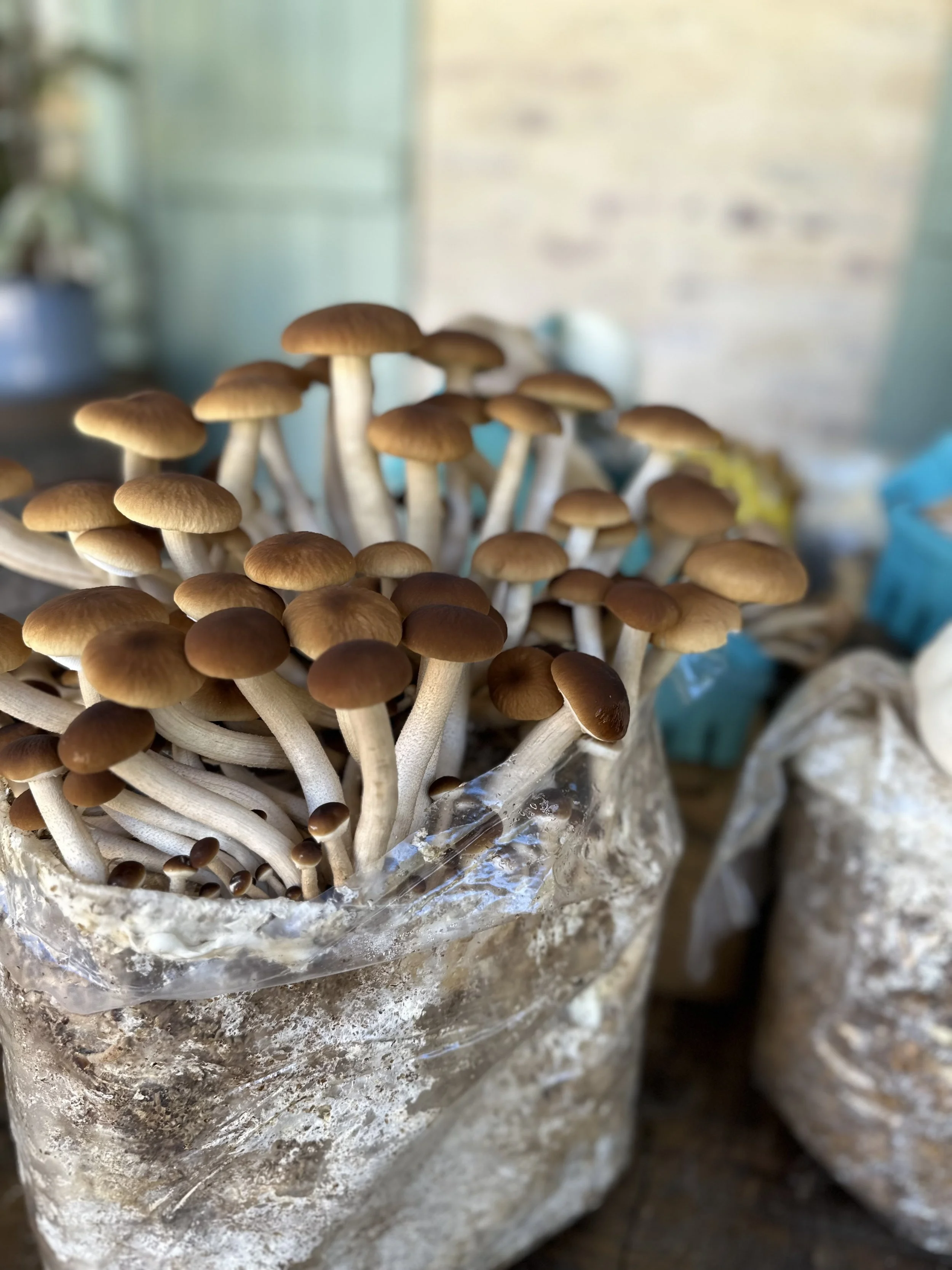Local Mushroom Farm Supplies Fresh Fungi Across Southeast Louisiana