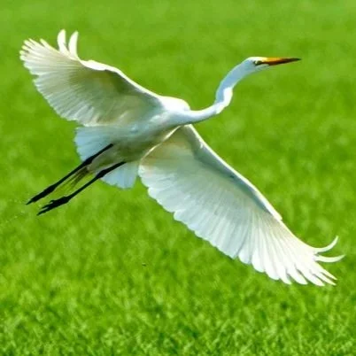 Migratory Birds And Rice Farmers Are Helping Each Other Soar