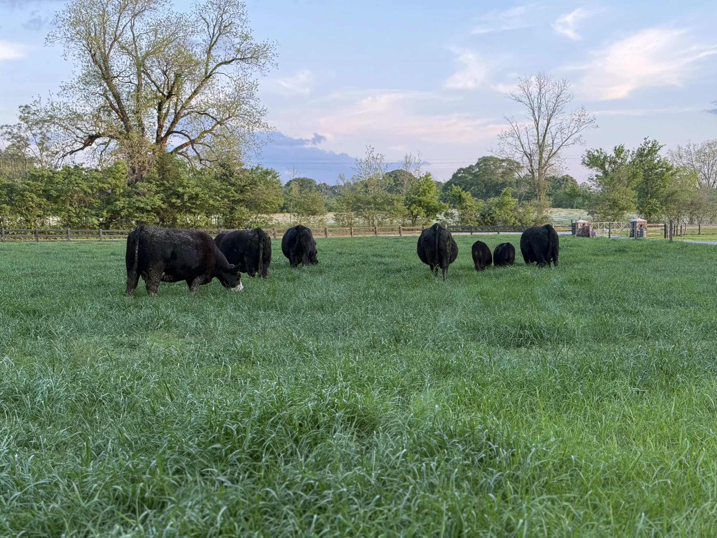 Why Louisiana Ranchers Deserve a Seat at the Table