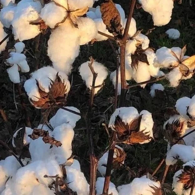 Cotton Export Business Remains Slow As Prices Settle