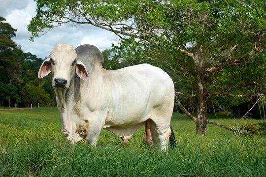 Forage Production, Cattle Management Takes Center Stage December 5 In Alexandria