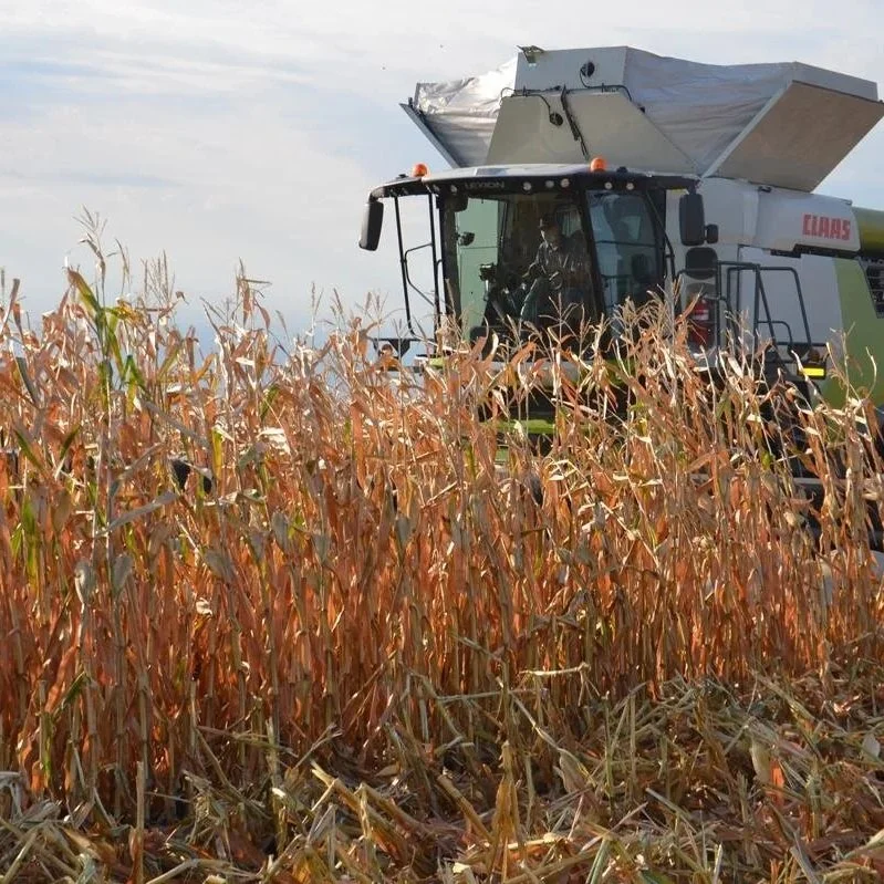 Corn, Soybeans Plunge After USDA Data Undercuts Bulls