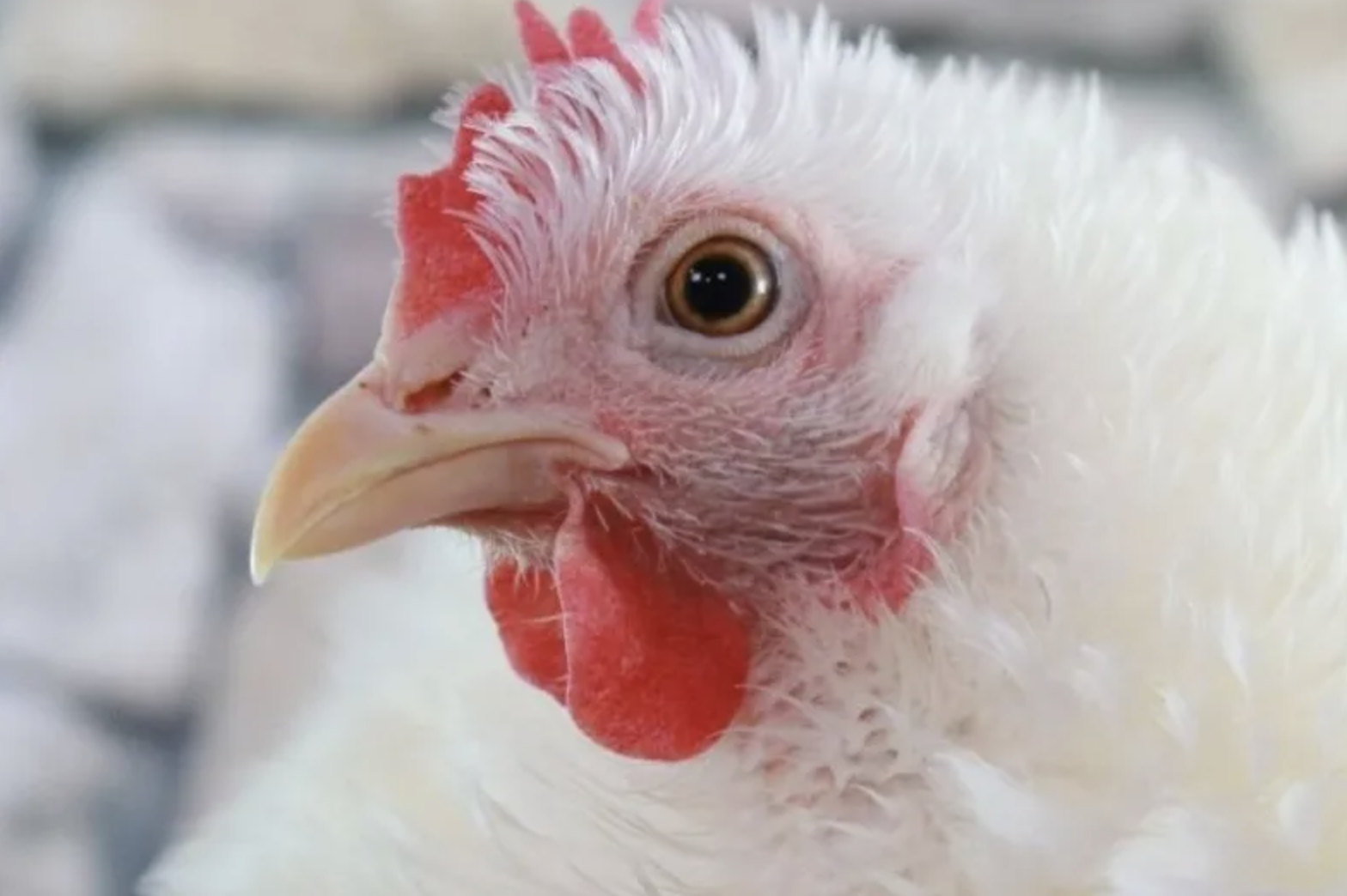 Why We’re Seeing More Bird Flu Infections Earlier