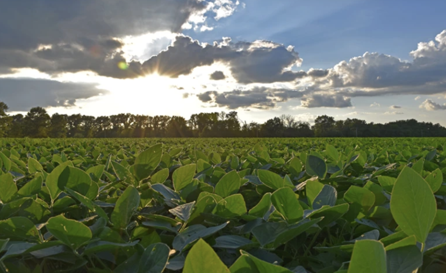 Ag Lenders Anticipate Only Half of U.S. Farm Borrowers to Turn a Profit in 2025
