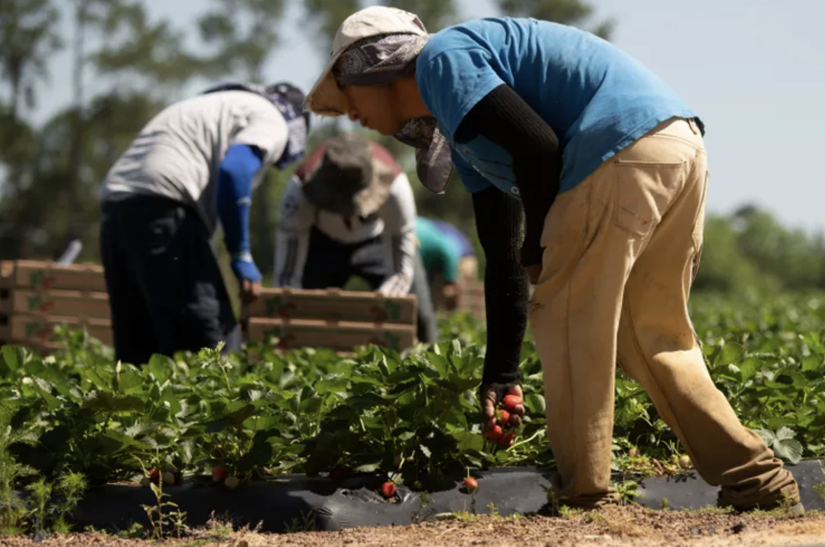 Trump Allows More Foreign Ag Workers, Eases Off ICE Raids on Farms