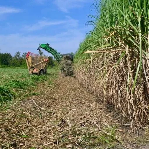 Louisiana’s Sweet Tradition Rolls Through Thanksgiving