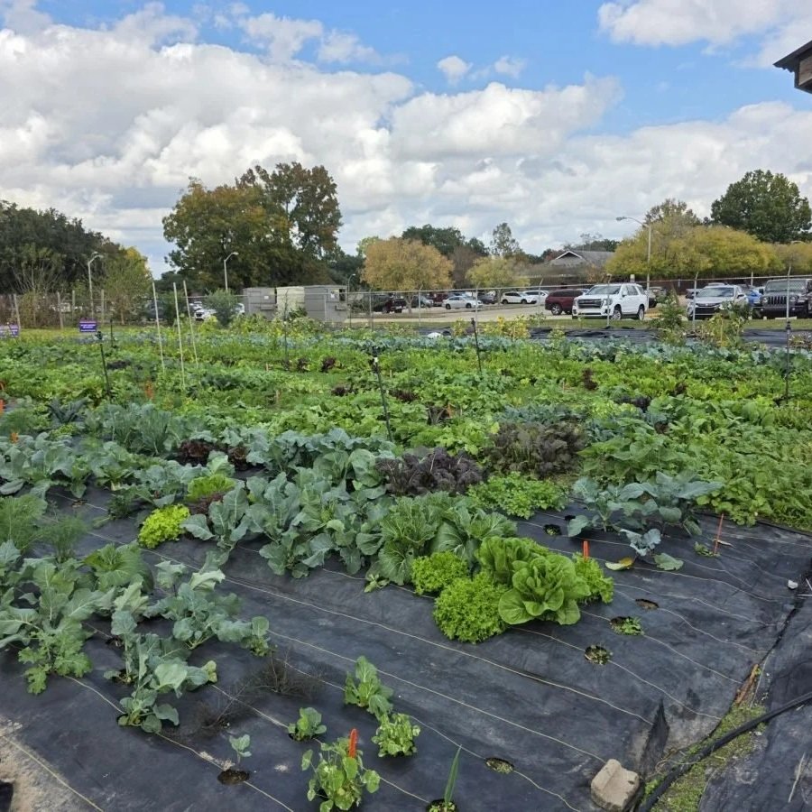 It Is Fruit Planting Season in Louisiana. See What LSU Horticulturalists Say Should Be Planted Now