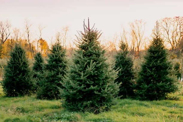 Louisiana Choose and Cut Christmas Tree Farms 