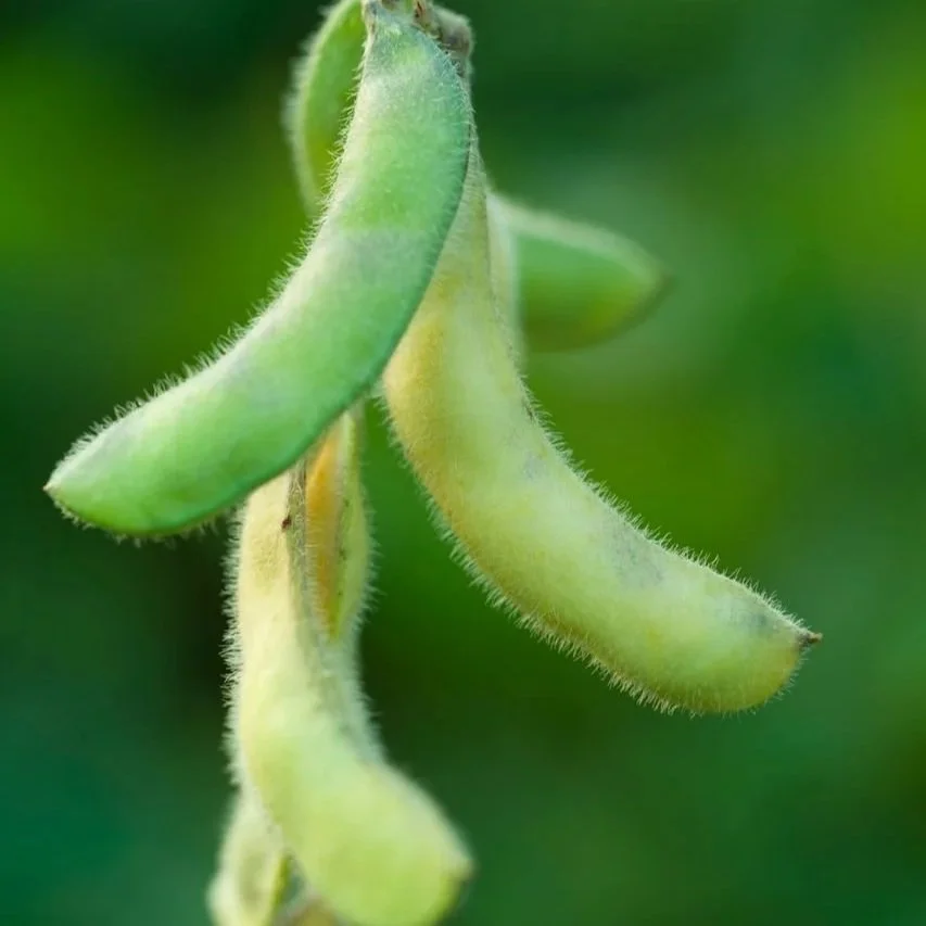 US Soybeans Set For First Shipment To China Since May