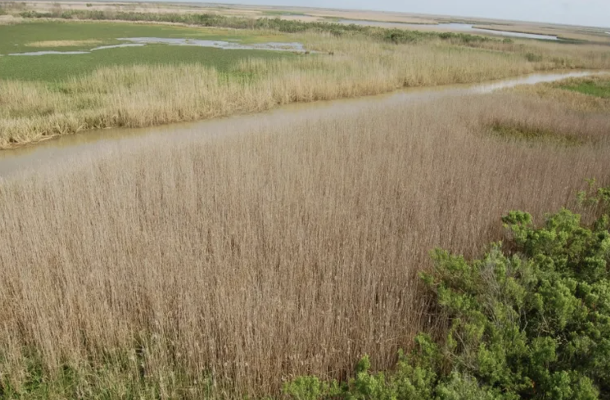 Trump Cuts Could Hinder Efforts to Stop Climate-Fueled Spread of Invasive Species