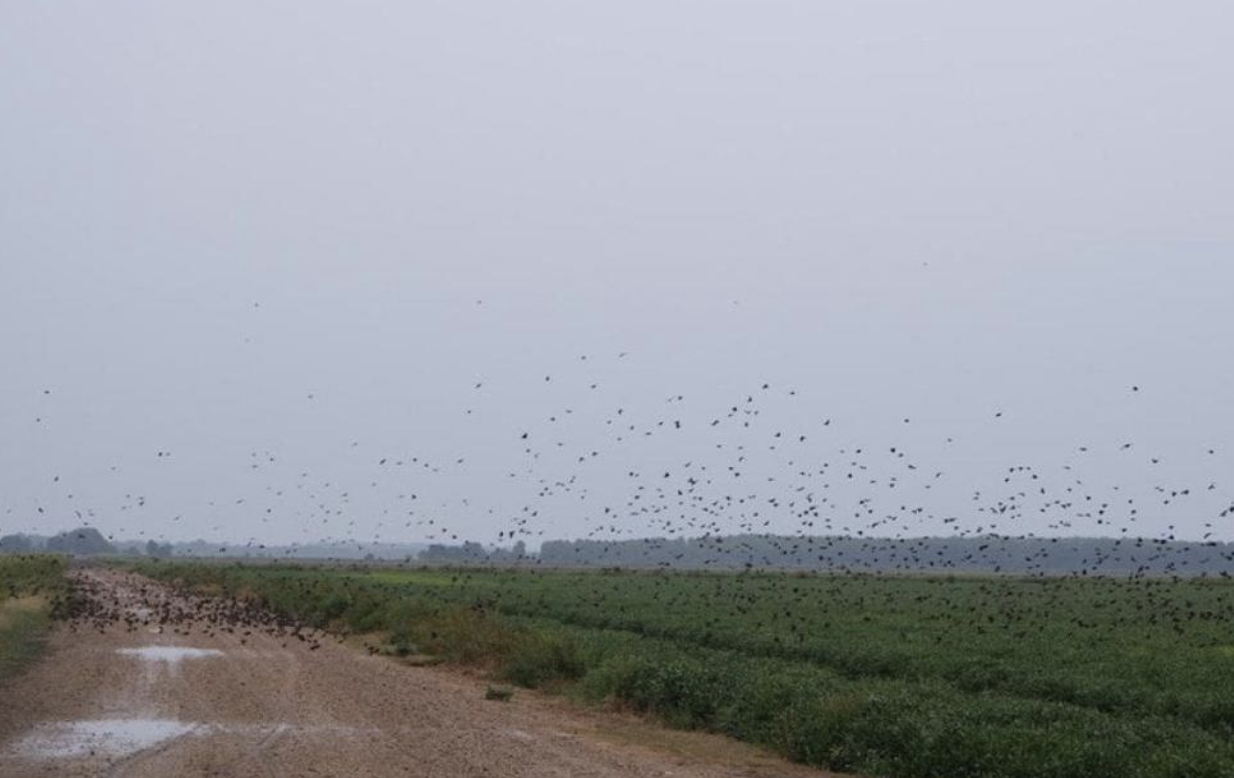 Migratory Birds and Rice Farmers Are Helping Each Other Soar