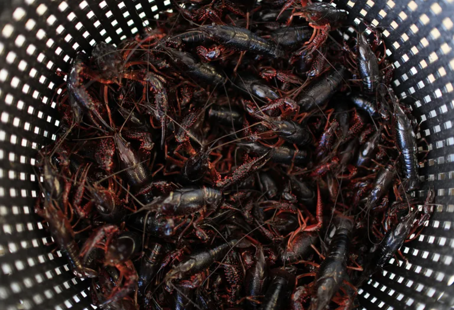 Christmas Crawfish Are Around the Corner