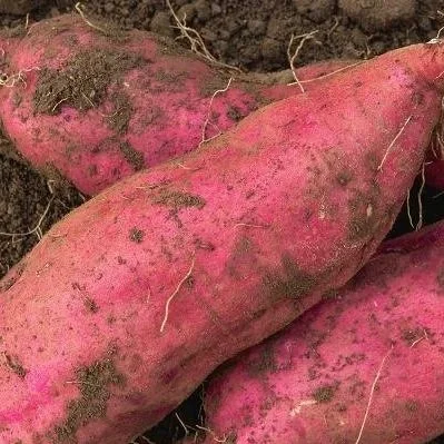 Sweet Potatoes:  A $90M Crop That's Weathering The Storm In The Midsouth