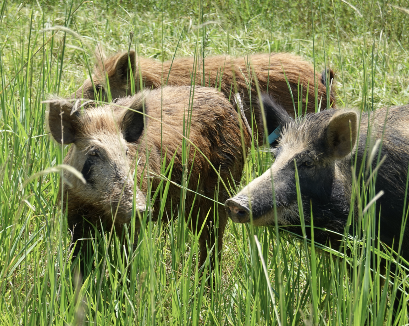Gone to the Hogs: Caddo Plans to Hire Contractors to Help With Feral Hog Problem