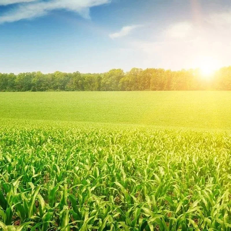 Corn Hybrids For Grain 2026