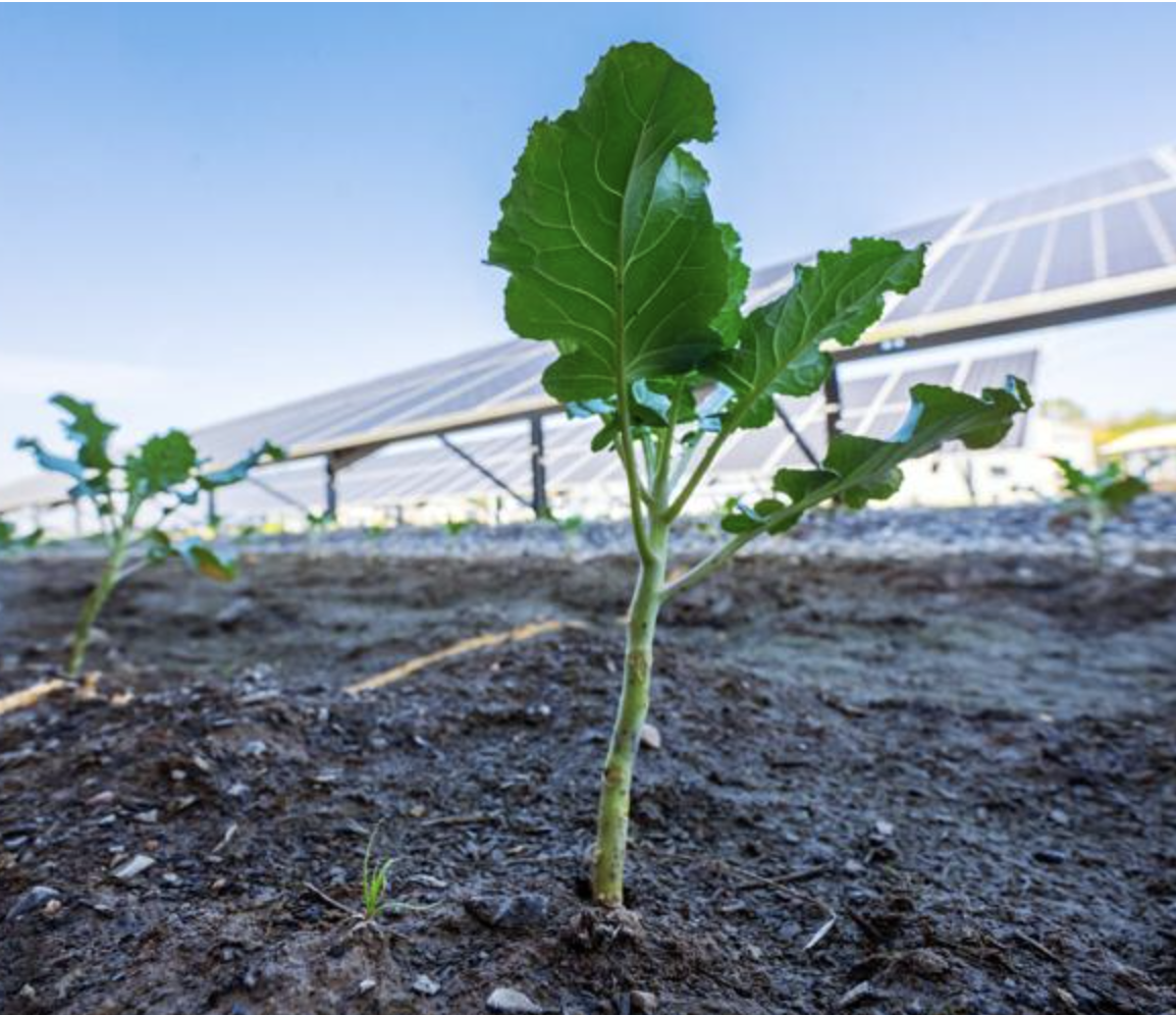 What’s Growing Under These Lafayette Solar Panels Could Transform — and Test — Louisiana Farming
